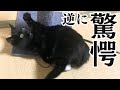 【保護猫】黒猫の驚くべき運動神経(親バカ炸裂)