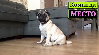 видео: Команда МЕСТО, дрессировка собак. Щенок породы МОПС. Как научить щенка команде МЕСТО. Первые навыки. картинка: Команда МЕСТО, дрессировка собак. Щенок породы МОПС. Как научить щенка команде МЕСТО. Первые навыки.