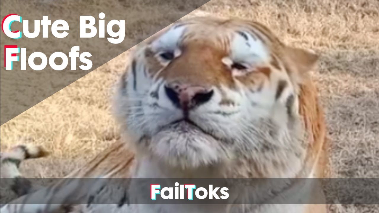 ⁣Cute Big Floofs! FailTok Animals