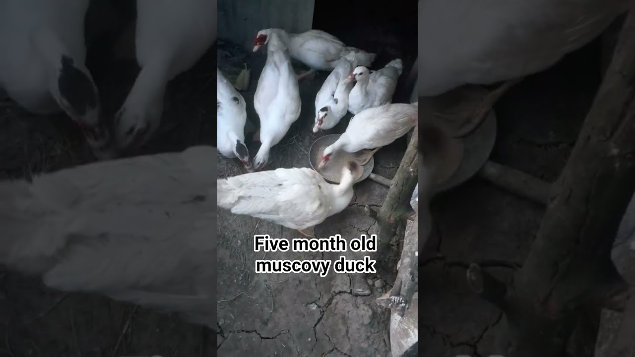 Five Month Old Muscovy Duck