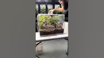 Who wants to see what goes in this Japanese themed enclosure 🦎 #reptile #lizard #asmr #satisfying