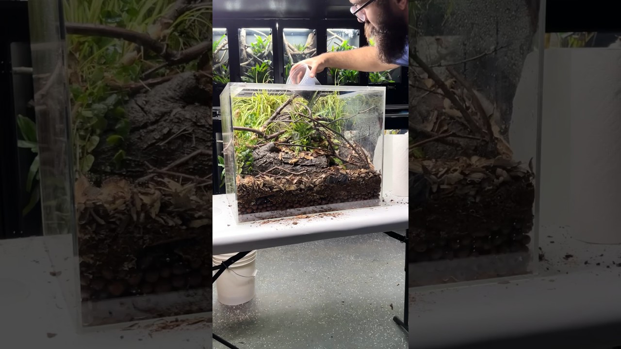 Who wants to see what goes in this Japanese themed enclosure 🦎 