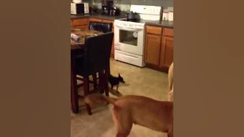 Los perros de Adan part 1