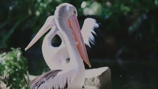 Pelican Aerial Fisher