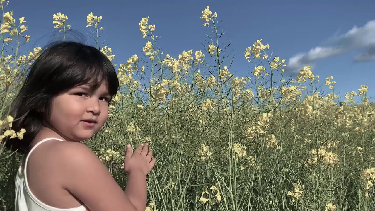 Canola Field Harden NSW | Day trip to canola field in NSW.