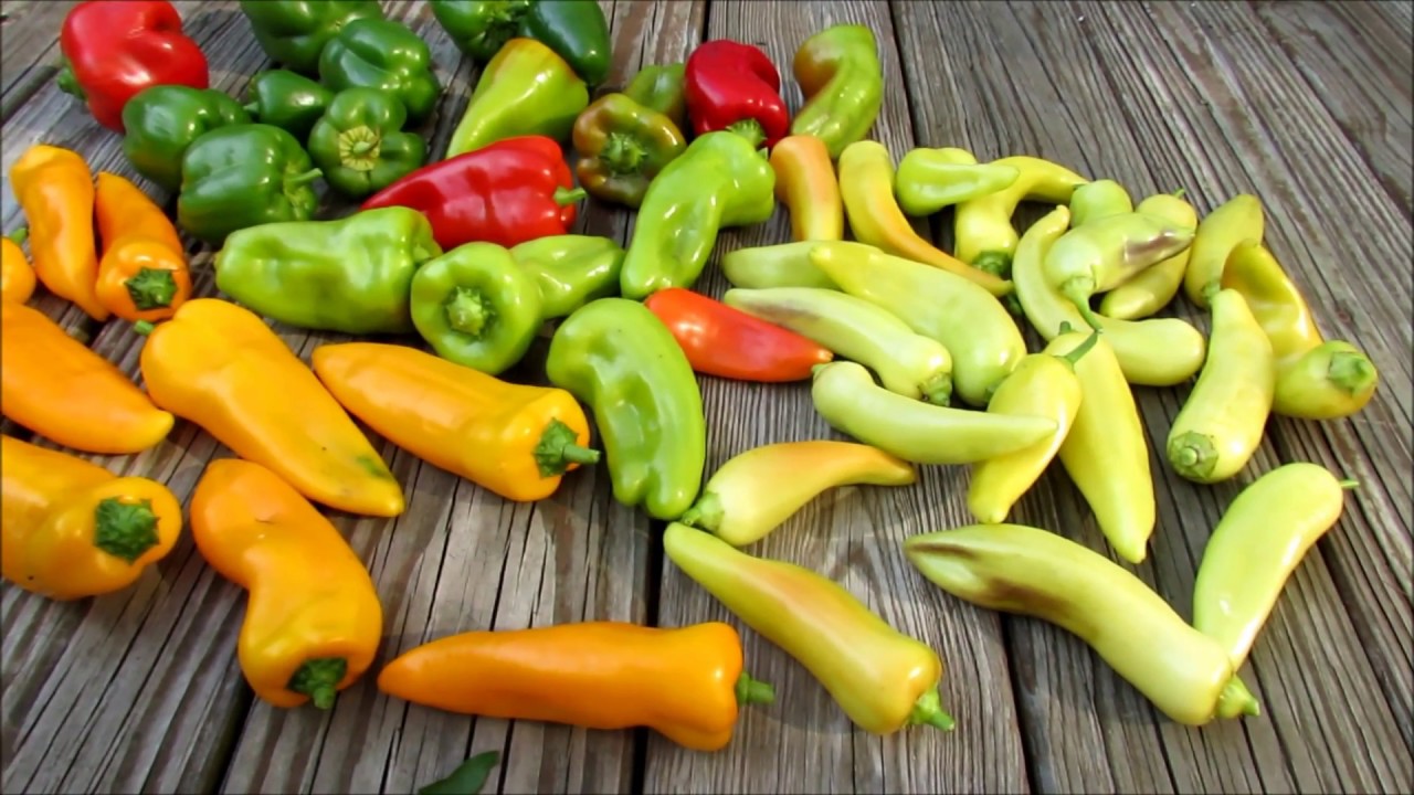 Sweet Pepper Harvest and Late Season Fertilizing Slow & Low Organic