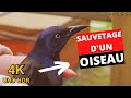 Sauvetage dun oiseau  regardez  quiscale bronz  aventure oiseaux nature