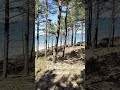 Las Nadbałtycki - Białogóra