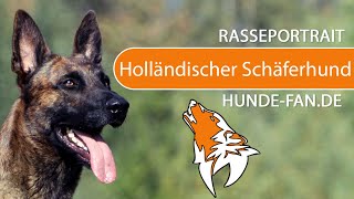 ►Dutch Shepherd Dog [2024] breed, history, look, temperament, training & diseases