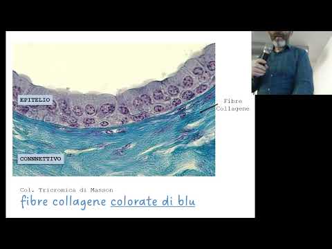 Video: Dove si trovano le cellule dello strato basale?