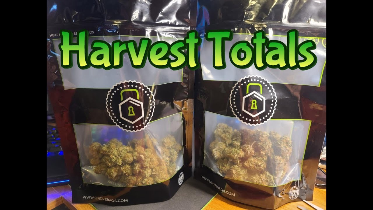 Week 14 Staggered Grow (Harvest Totals)