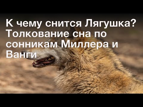 К чему снится Лягушка? Толкование сна по сонникам Миллера и Ванги