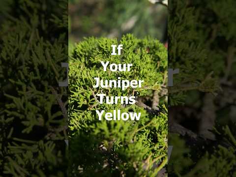 فيديو: لماذا يتحول لون العرعر إلى اللون الأصفر؟
