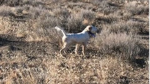 Pup vs. the Pro - Wyoming Upland & English Setters