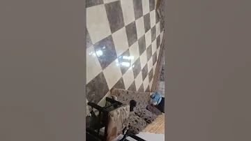 اغنيه النمر اول مابيظهر يخون ابراهيم محمد 