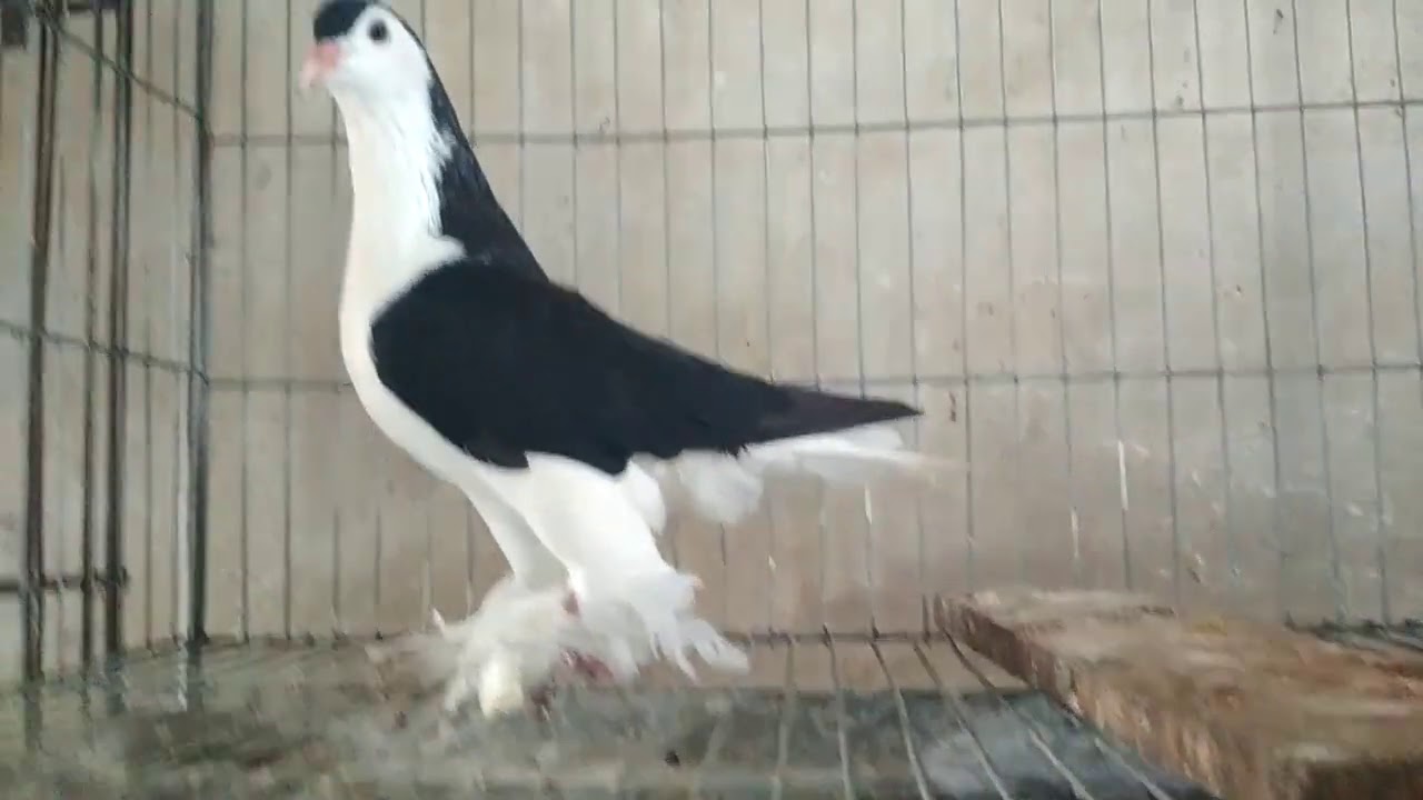 01721705397 