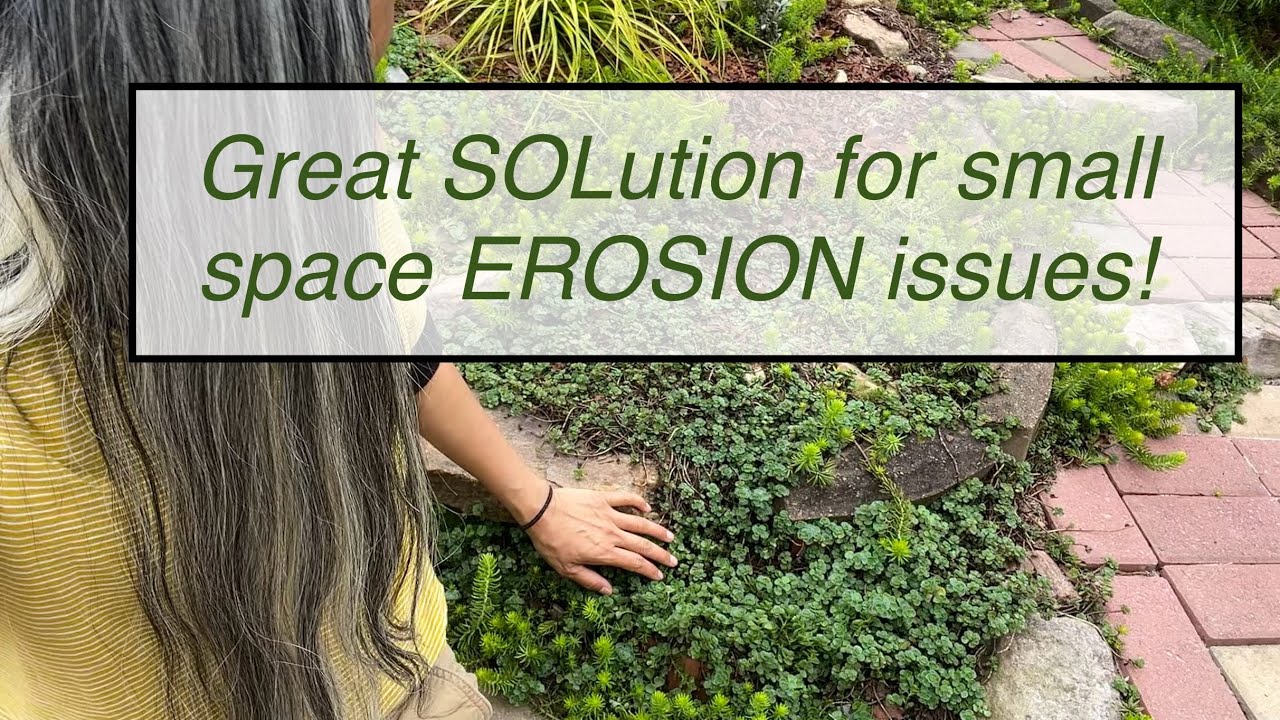 HOW I Use Ground Cover SEDUMS to Help PREVENT EROSION