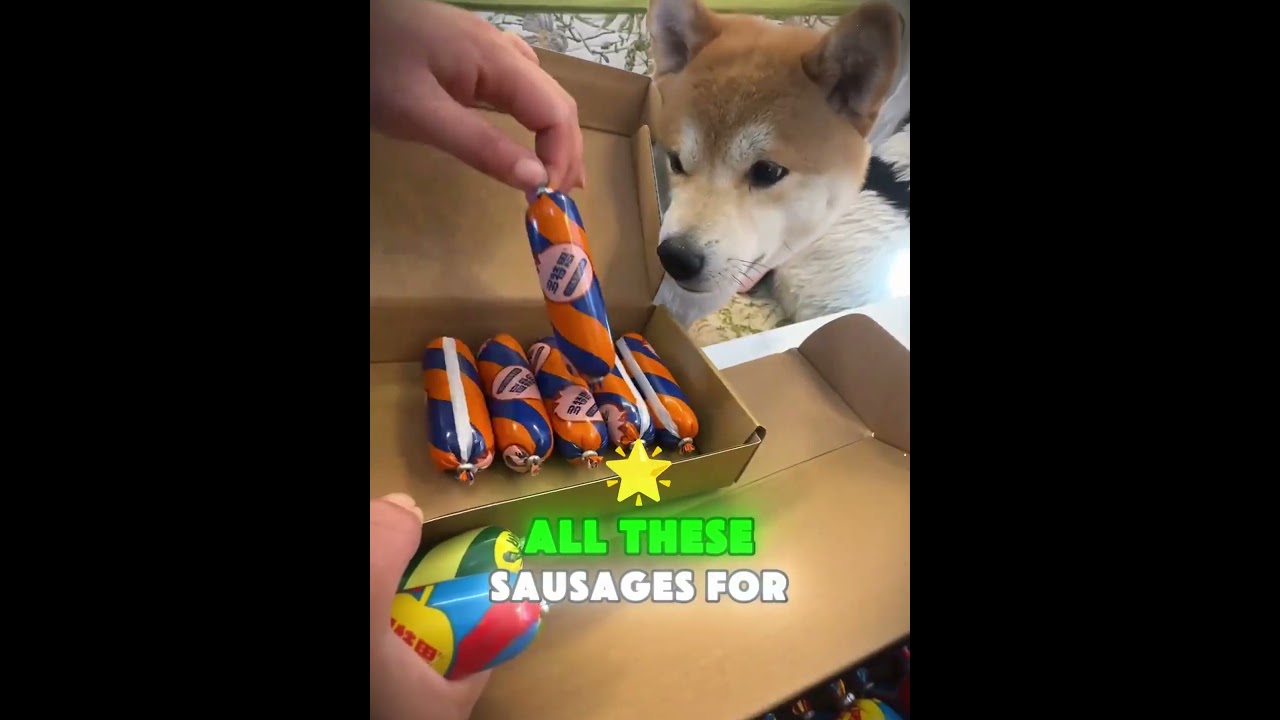 😱🐕 Dog Swaps Seafood For Treats! #dogslife #beach #cute #pets  #funny #dog #seafood #cat