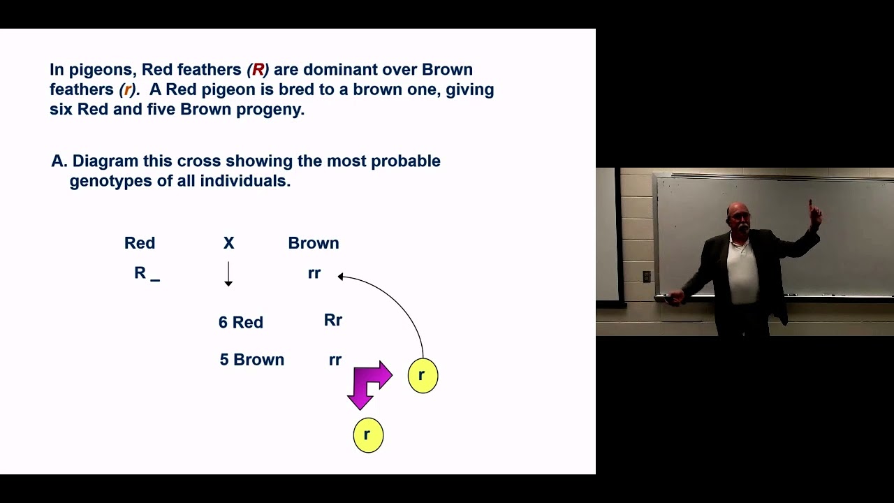 GG   Mendelian Monohybrids Part 3
