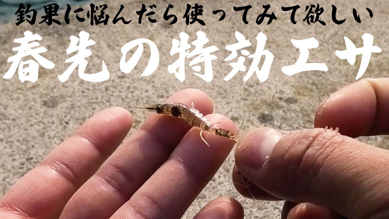 準備はマジで面倒だけど、約束された釣果がある。思わぬ大物も期待できるエサなので気になる方お試しを！