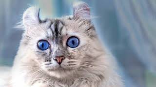 American Curl. Breed of cats by Animals Favorite 41 views 3 years ago 2 minutes, 31 seconds