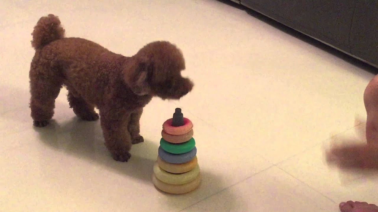 POODLE PERFORMING AMAZING DOG TRICKS Cookie's debut YouTube