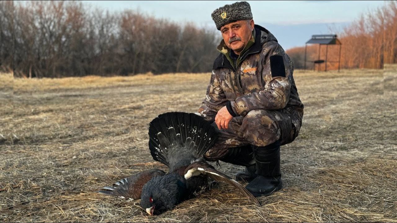 Охота на глухаря с подхода. Глухариный ток в разгаре. Взяли три трофея, одного съели.