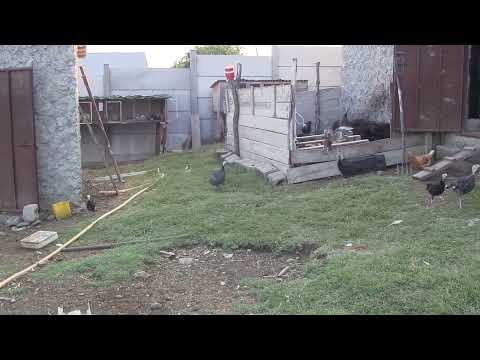 ციცრის დანიშნულება...ის არის  განსაკუთრებულად ფერმის დარაჯი