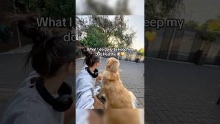 What I do to keep my golden retriever healthy 🐶 #goldenretriever #doghealth #ad #sponsored