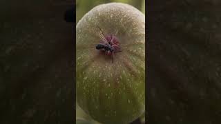 Why Figs Are Technically Non-Vegetarian 😳 | The Dark Truth About Anjeer #shorts