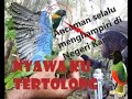 Selamatkan Burung Endemic Pulau Biak (Geelvingk pygmy parrot)