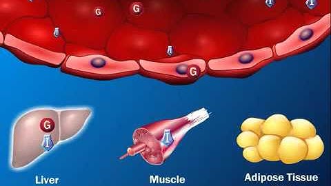 The Role of Insulin in the Human Body 360p