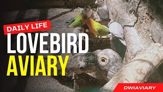 Lovebird Aviary 12 #lovebirds