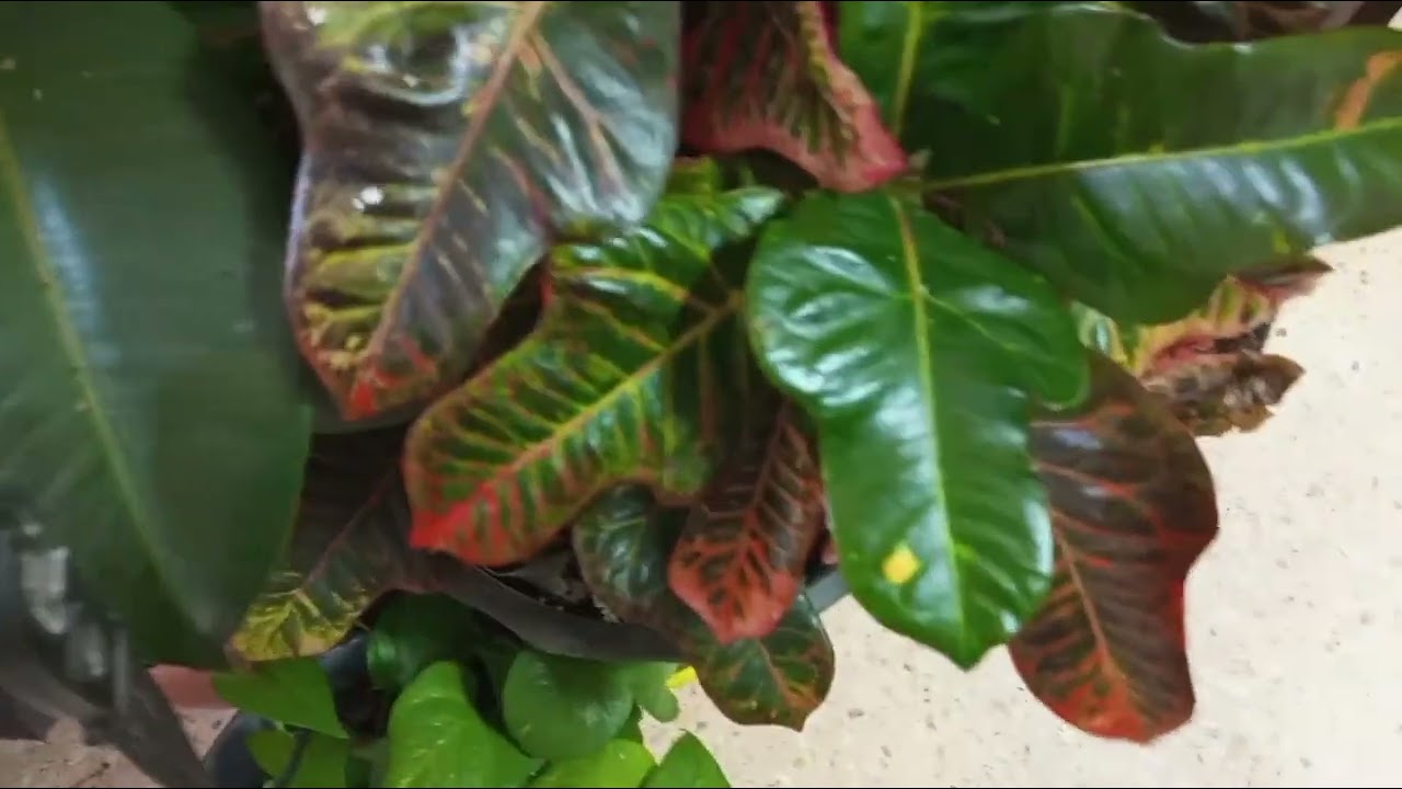 جولة في معرض بيع النباتات الداخلية/تعرف على أسماء النباتات الداخلية المشهورة