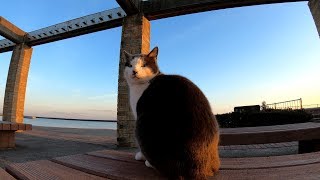 夕方の公園で少し寂しそうな表情を浮かべる野良猫