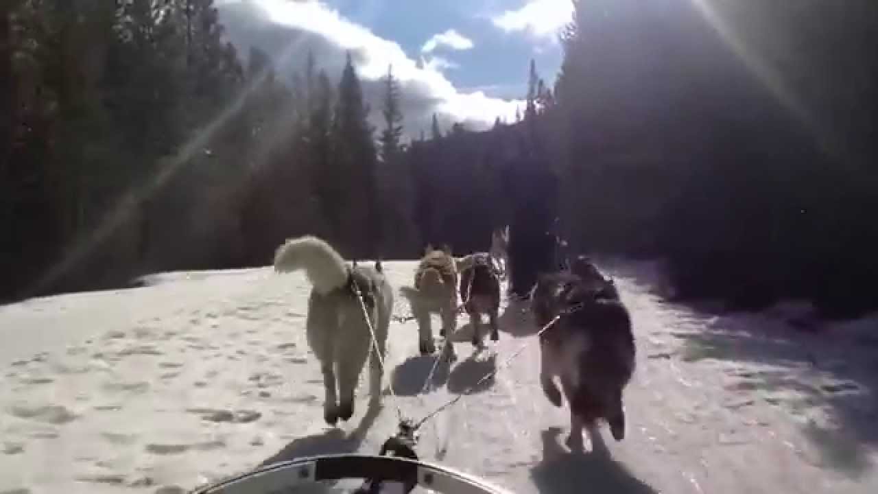 Dog sledding near Canmore, Alberta YouTube