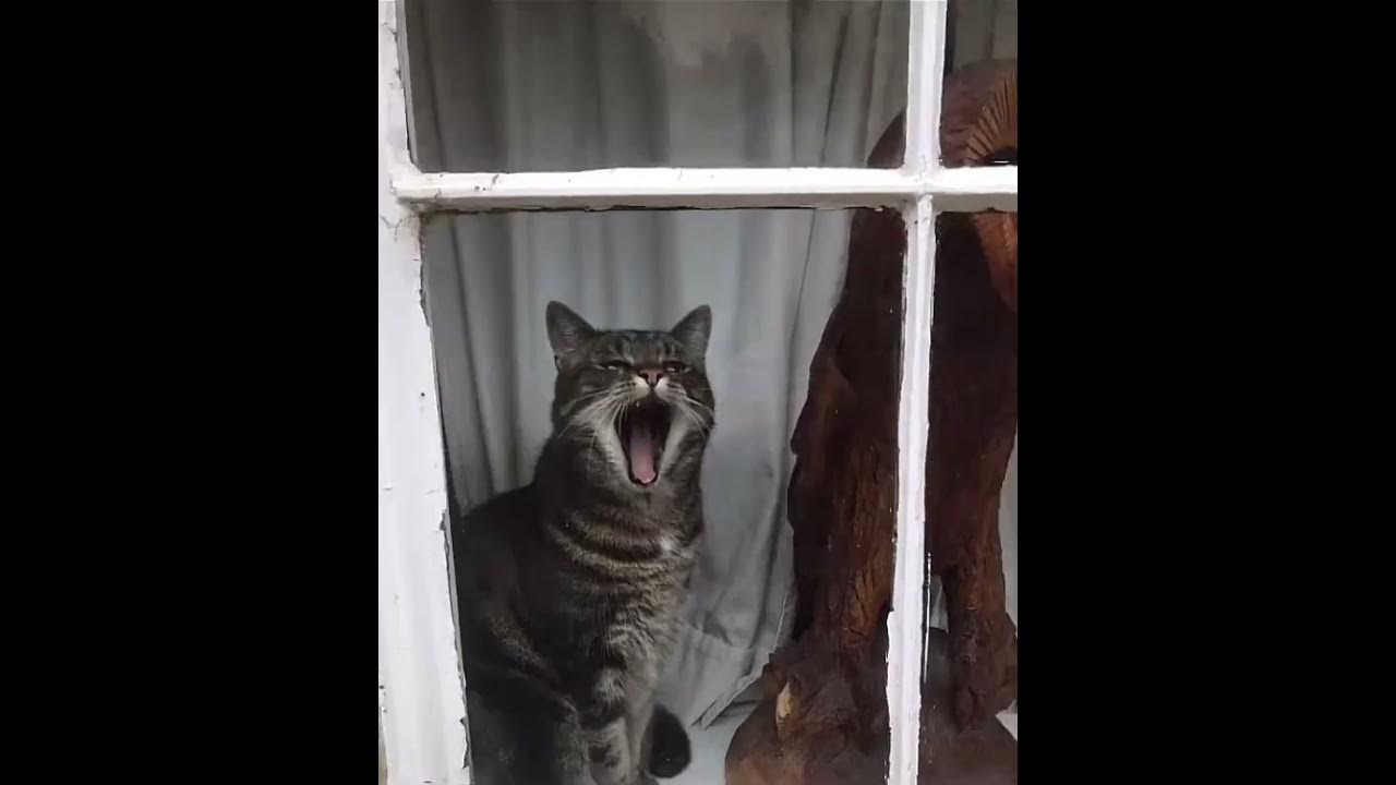 A Cat Talking In McDonald s Beeping Noise Meme YouTube a-cat-talking-in-mcdonald-s-beeping-noise-meme-youtube