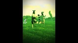 ملوكة كوكة كوكة 😂😂😂