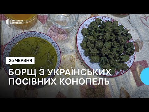 Конопляний борщ: житомирянин вперше приготував та презентував страву з українських посівних конопель
