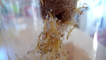 Praying mantis egg hatching
