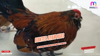 BLITAR   JALIN TALI SILATURAHMI ANTAR SESAMA PENGHOBI RATUSAN PECINTA AYAM IKUTI KONTES AYAM HIAS