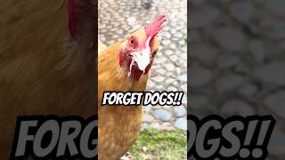 FORGET DOGS!! 🐔💕 Get yourself chicken merch (link in comments)
