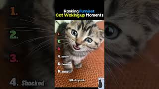 Ranking Funniest Cats Waking Up Moments😅😆