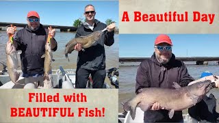 More HUGE Channel Catfish Caught on the Sandusky Bay with Captain Scott
