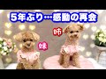 離れた姉妹犬と5年越しに感動の再会…!ついに性格の違いが!?【トイプードルのコロン】