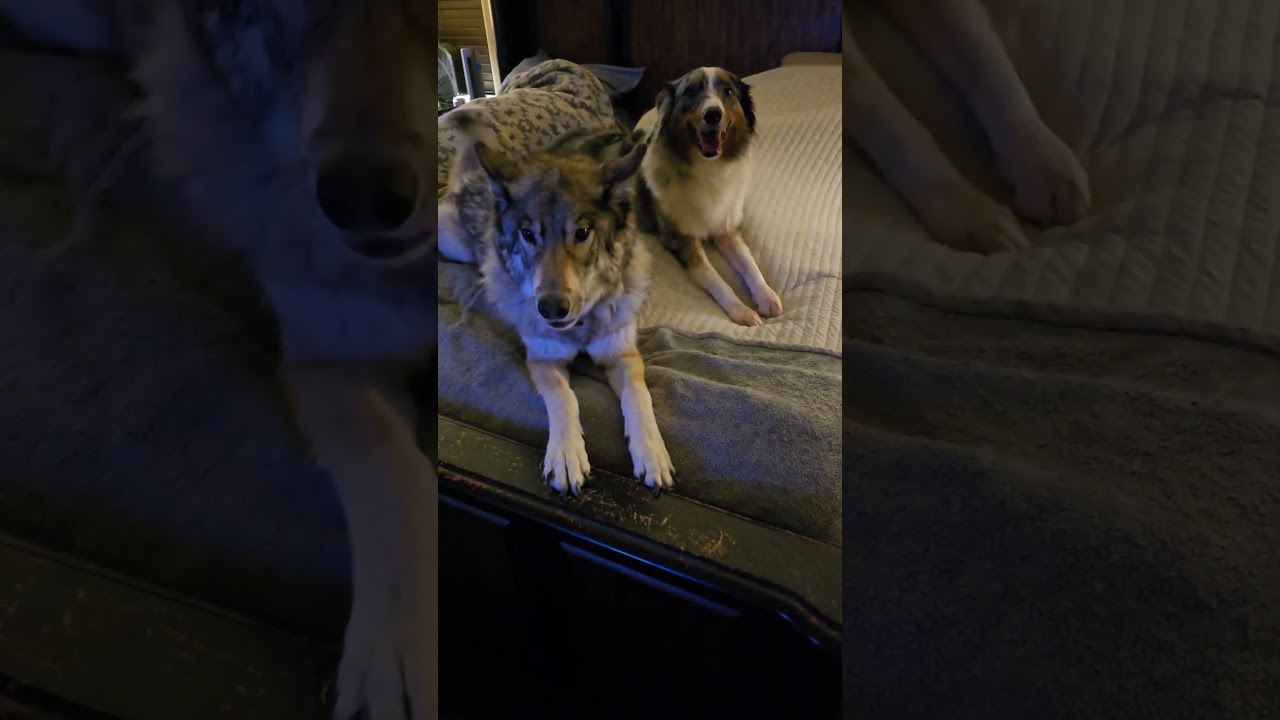 Chatty Wolfdog #shorts #wolf #woldfdog #dogs #funny #pets #jamesstreetstation