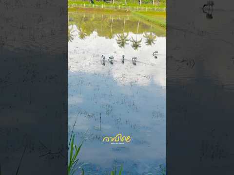 രാവിലെ 🌿 #morningvibes, #goodmorning, #sunrise, #earlymorning, #morninglight, #morningmoodsmusic