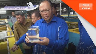 Benih Ikan Susu Selesai Isu Kebergantungan Bekalan Import  vivov295g