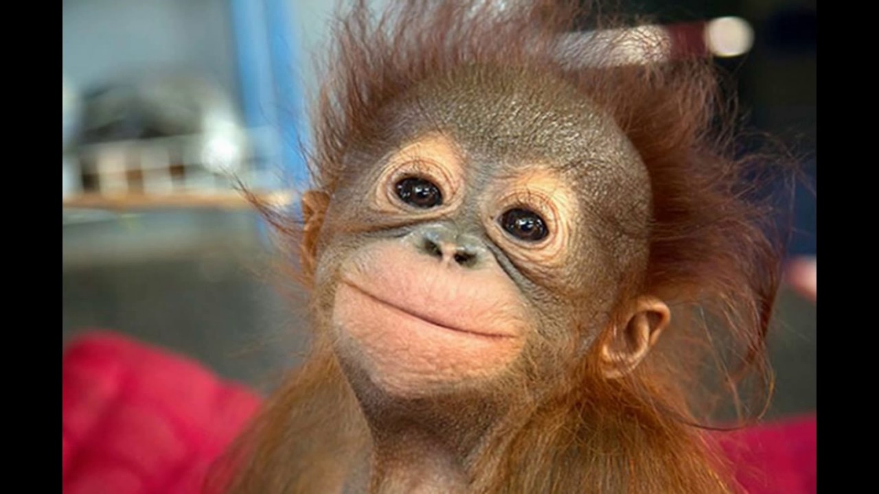 face animal 2018 new video