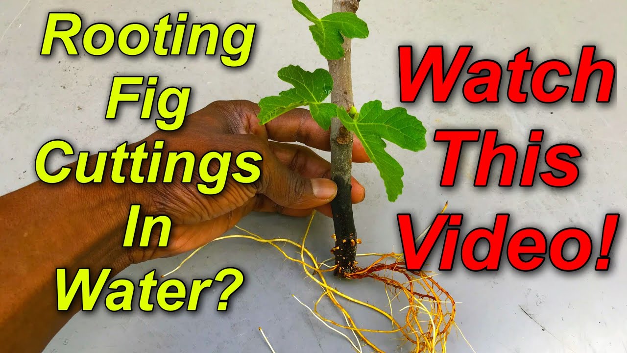 Rooting Fig Cuttings In Water? Watch This Video! - YouTube